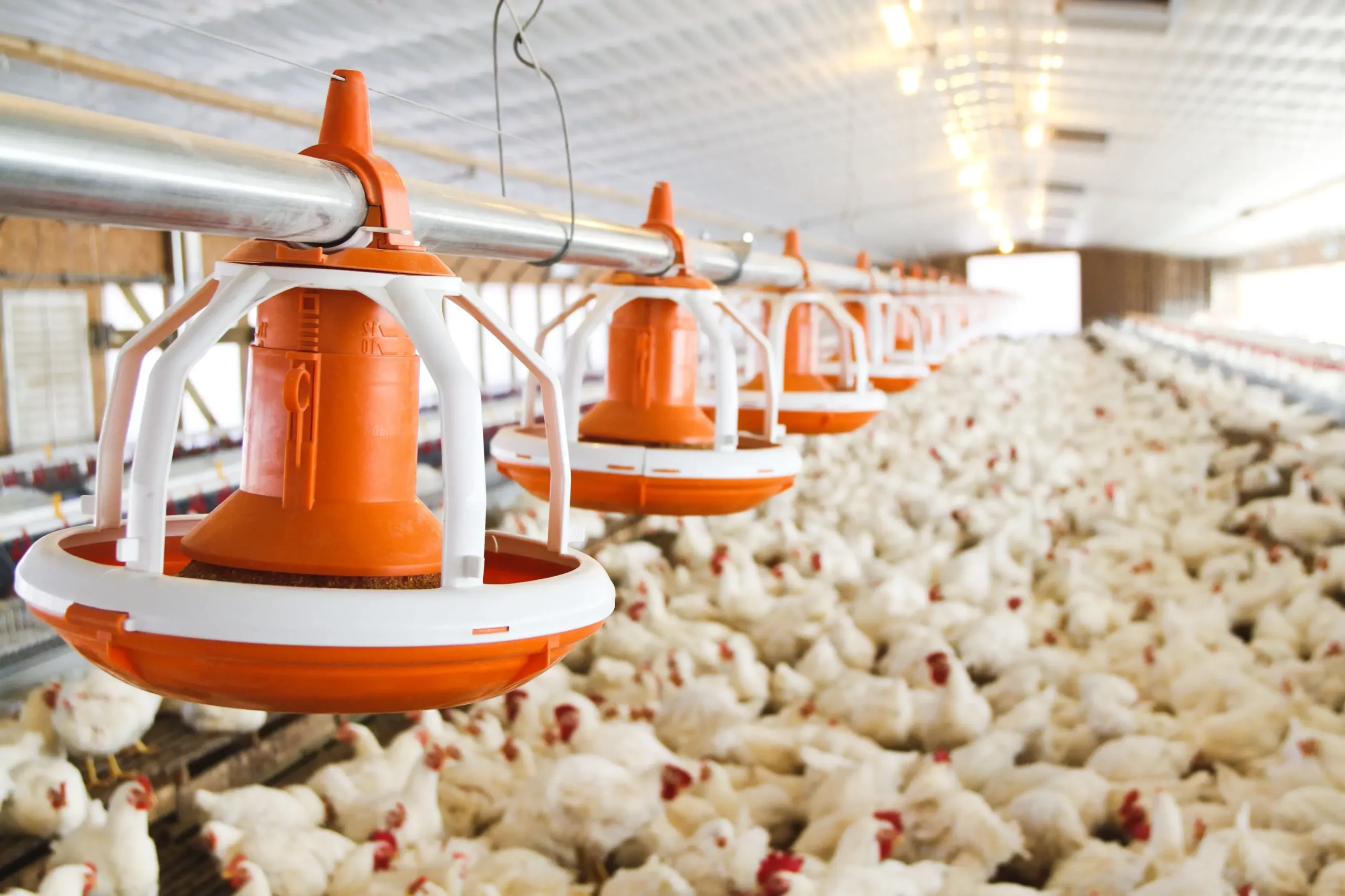 Poultry Feeding Gearbox