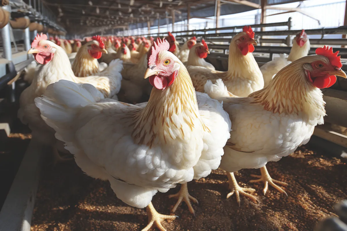 Chicken Feed Chain Applications