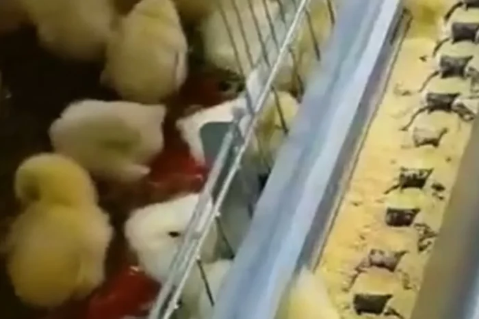 Chicken Feed Chain for Chicken Farm